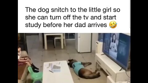 Dog snitch to the little girl so she can turn off the tv and start studying before dad arrives 😅😅