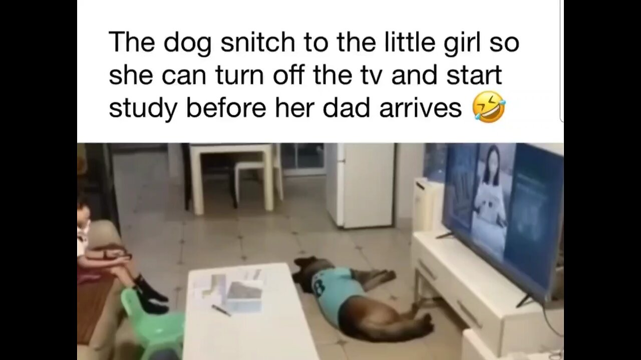 Dog snitch to the little girl so she can turn off the tv and start studying before dad arrives 😅😅
