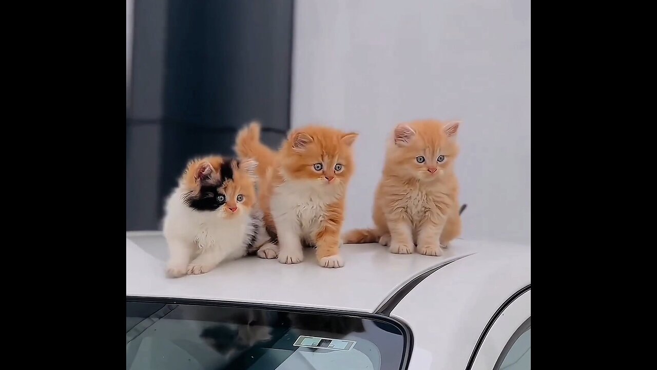 Cute baby cats