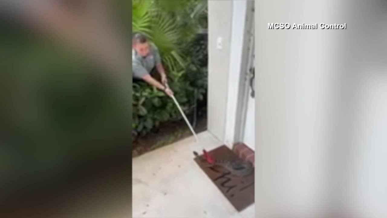 Martin County Animal Control removes diamondback rattlesnake from front door