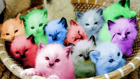 Best funny animal videos 2023 | funniest cats