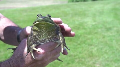 Large frog held in hand slow motion