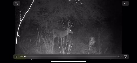 Big buck on camera