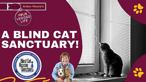 A Blind Cat Sanctuary!