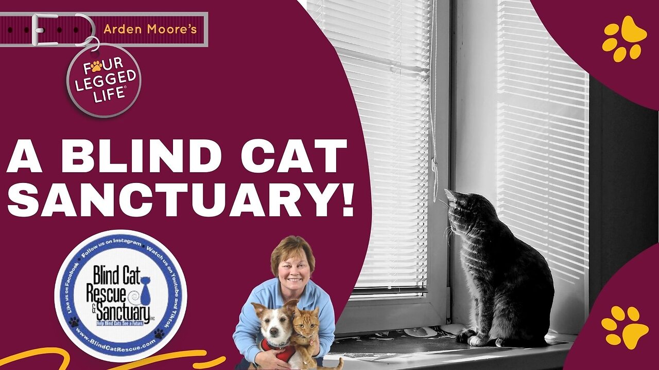 A Blind Cat Sanctuary!