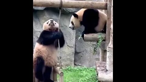 Hit 👍🔔 & SUBSCRIBE for more 🌈🦄🍄🍡🍭🍬🎡🎨🎪#panda#funny