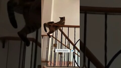 cute cat videos 😹 funny videos 😂 496 😻