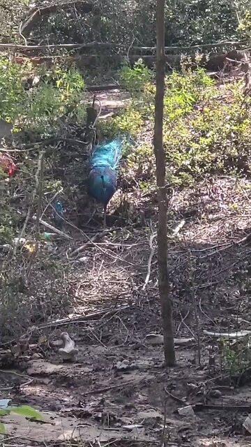 Wild Peacock in Central Texas...WHAA?