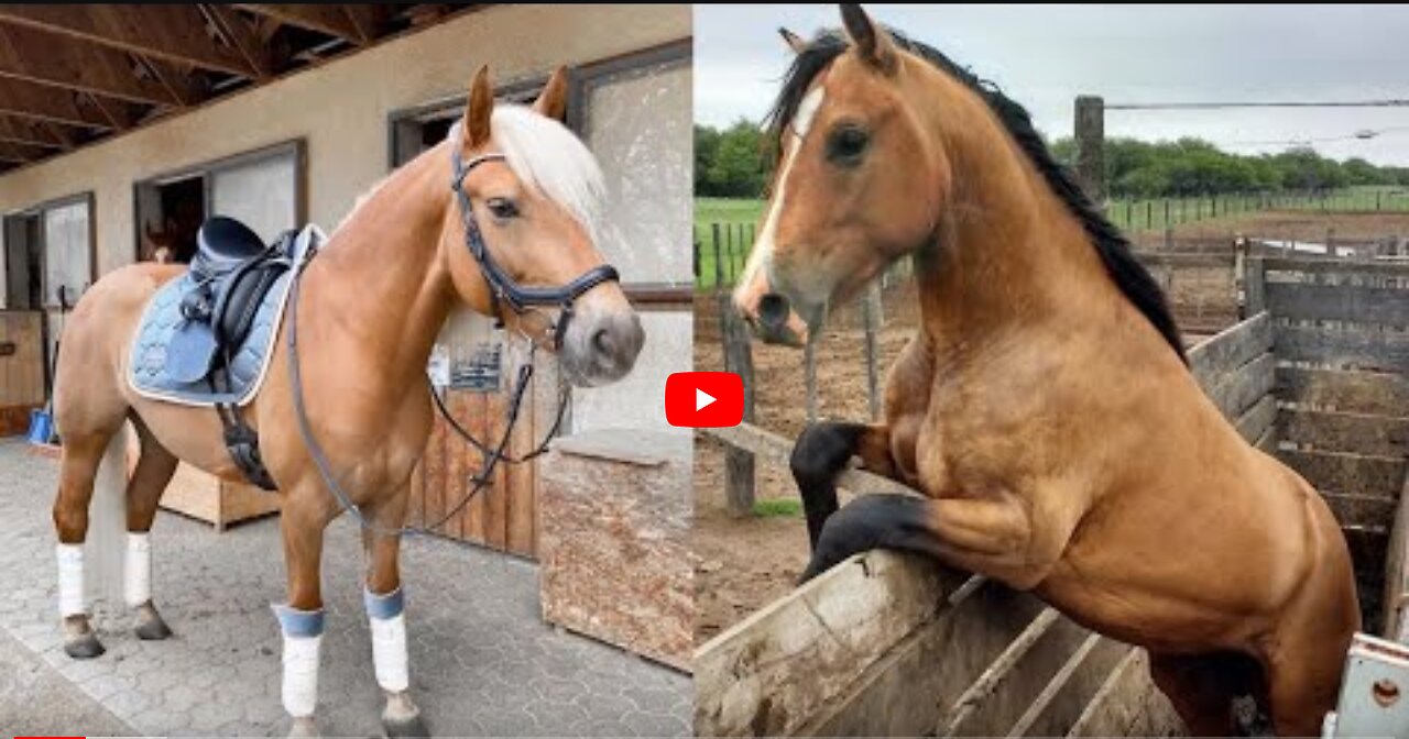 Horse SOO Cute! Cute And funny horse Videos Compilation cute moment