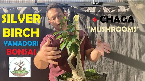 Birch Bonsai Yamadori + Chaga Shrooms