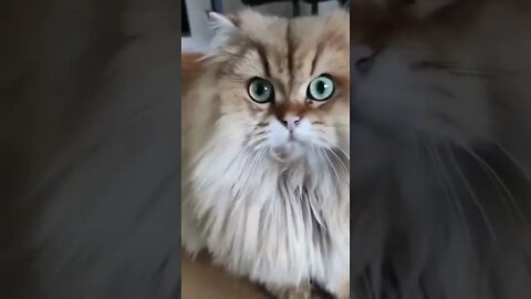 funny cat videos | cute cat videos| cute animals funny cats #shorts #shortsfunny #cutecat #funnycat