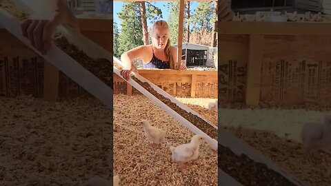 #chickens #meatchickens #homestead #homesteading #shorts