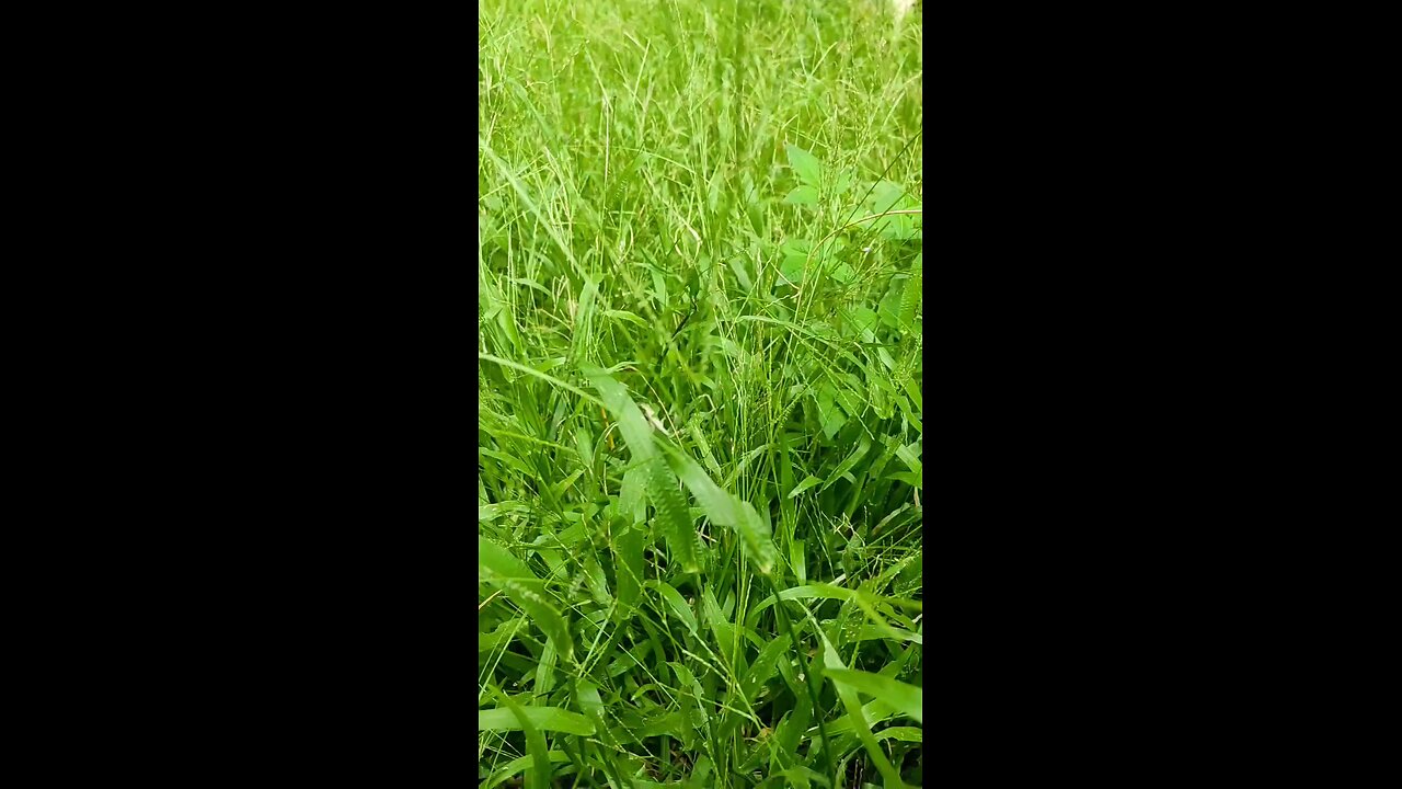 grass and mushrom