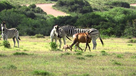 Hartebeest young attacked by zebras