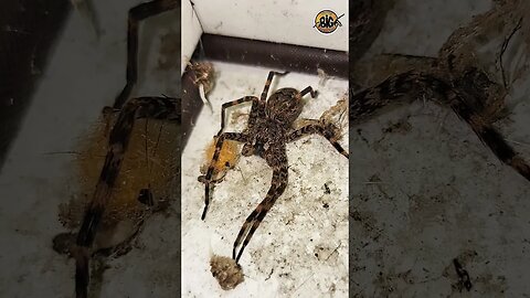 Large Dark Fishing Spider D. tenebrosus #shorts