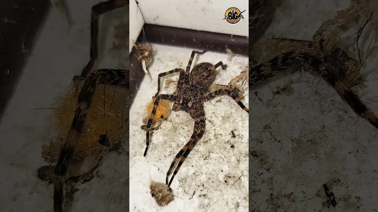 Large Dark Fishing Spider D. tenebrosus #shorts
