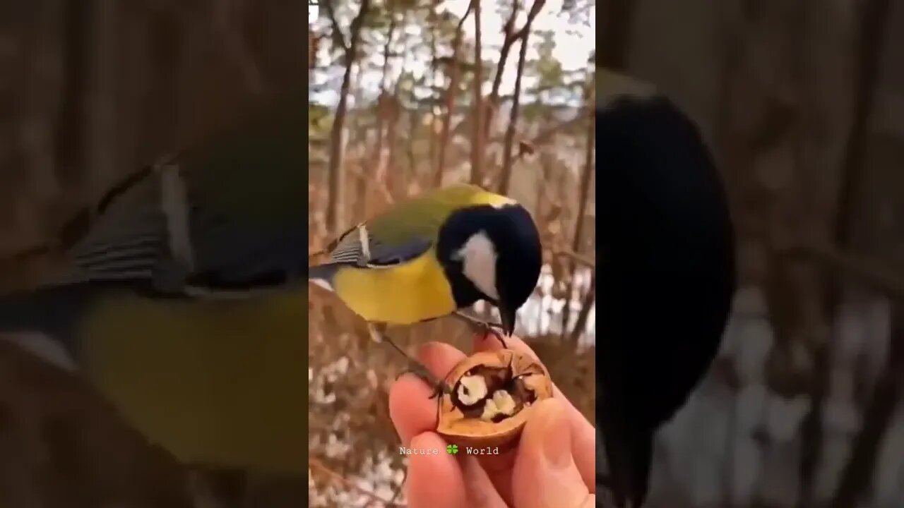 यह चिड़िया क्या खा रही है🤔Cute Birds👈