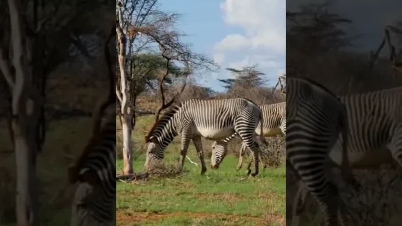 The Most Endangered Zebra Species in the World! 🤔#shorts #safari #travel