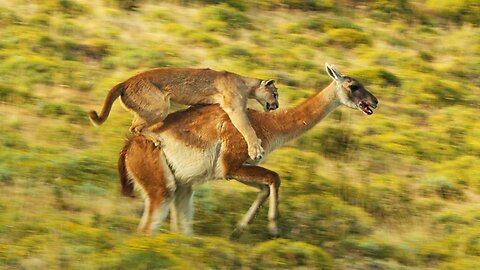 Puma Risks Life to Hunt | Dynasties II | BBC Earth