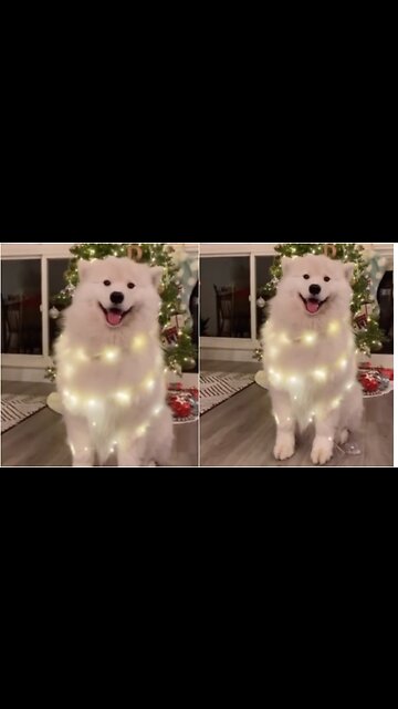 The dog celebrates his own way and dances his ear for Christmas