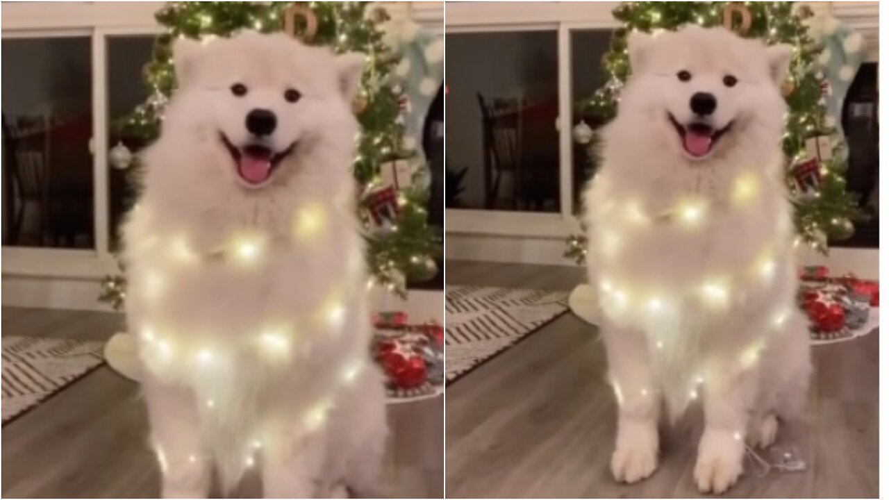 The dog celebrates his own way and dances his ear for Christmas