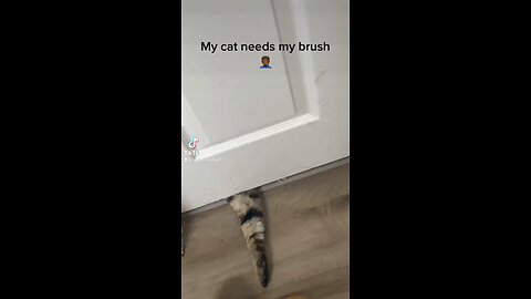 SNEAKY CAT 🐈 🧻