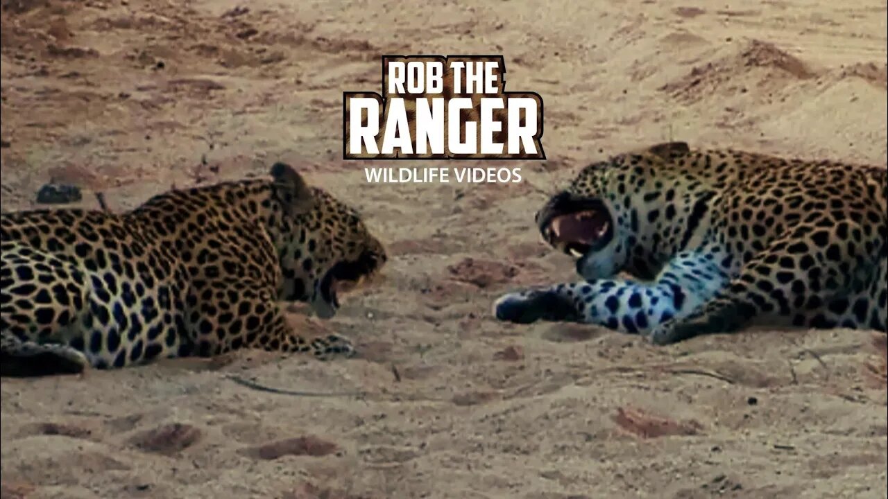 Incredible Leopard Interactions | Archive Footage