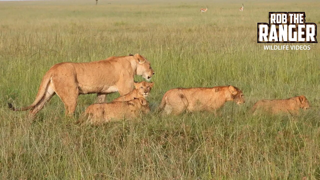 Lion Pride On The Move | Maasai Mara Safari | Zebra Plains