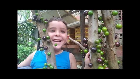 o que fazer para a jabuticabeira Sabará produzir em 8 anos whatsapp 21989297468