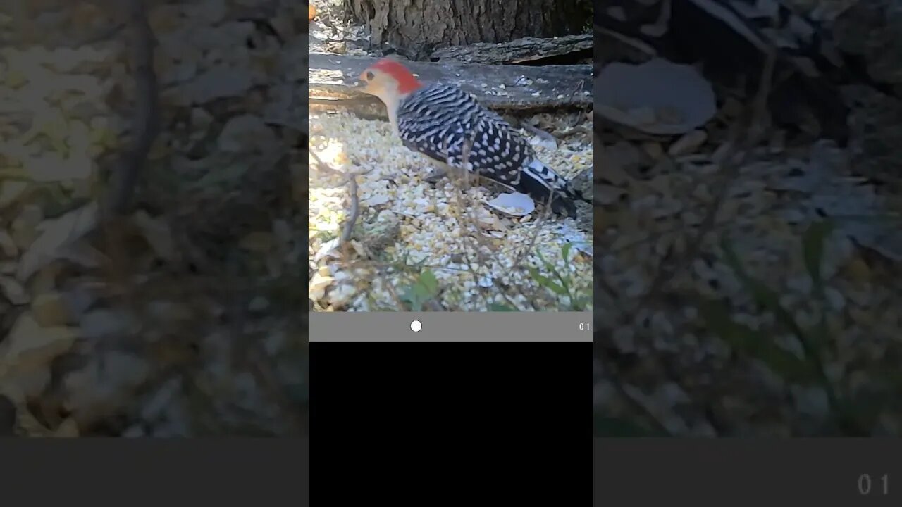 Cute 😍 little 🐦woodpecker chewing👄 on some corn🌽 #cute #funny #animal #nature #wildlife #trailcam