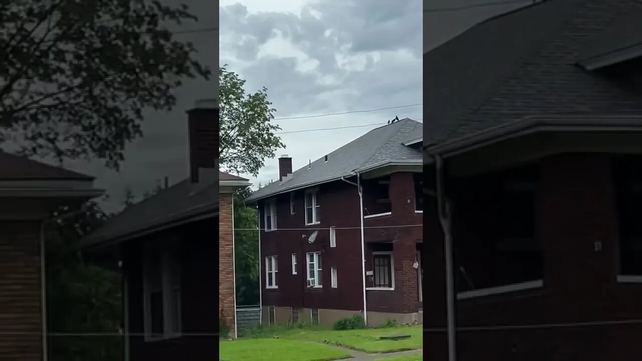 Crow Family: Solo’s Crew