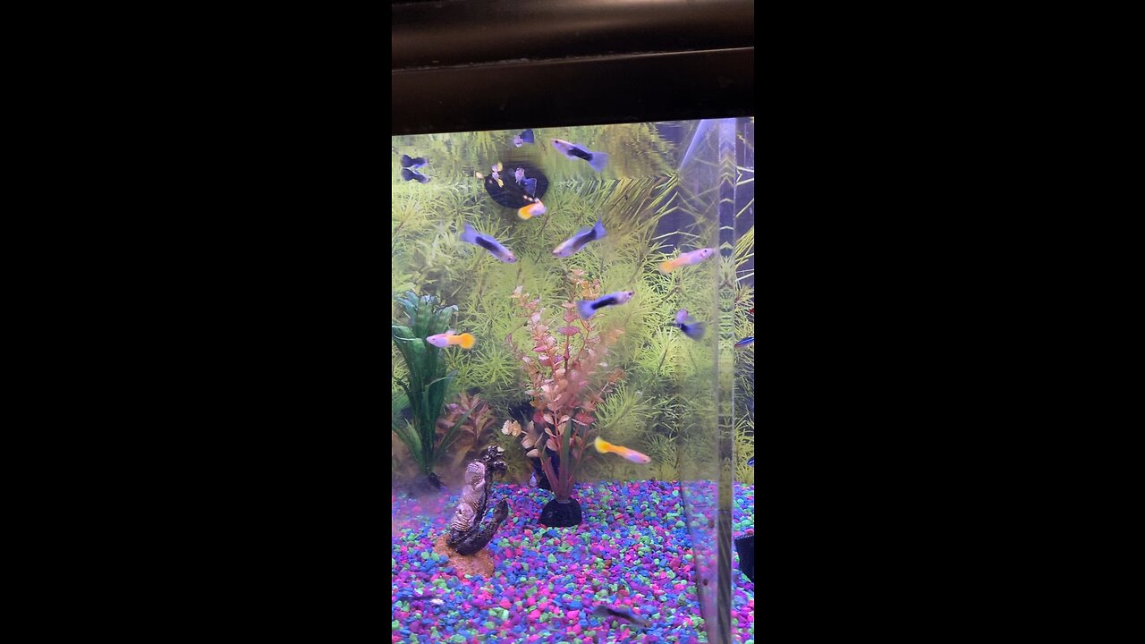 Turquoise Guppy & Yellow Guppy