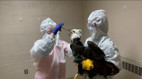 Search for who shot bald eagle in Franklin, bird remains in critical condition