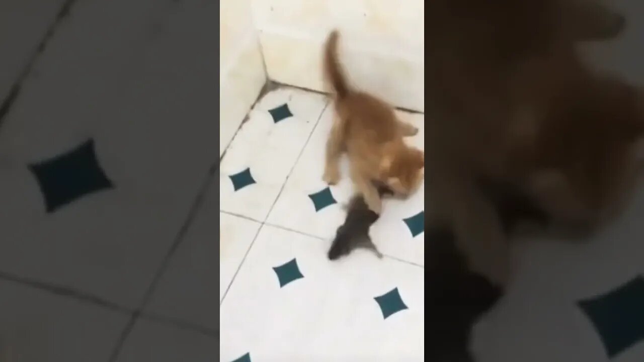Cat Catch a Mouse #shorts #cat #reels #funny
