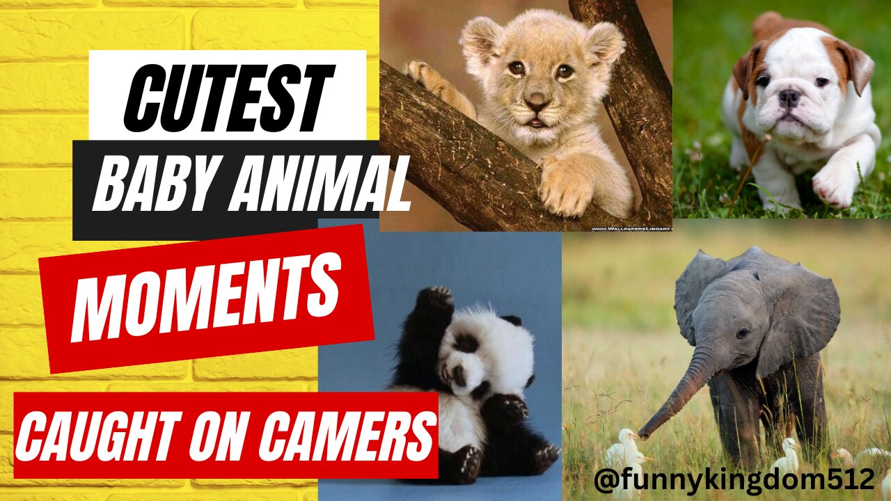 Cutest Baby Animal Moments caught on Camera | Funny Baby Animals #baby #funny #animalbaby