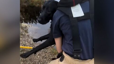 First responders save dog from drowning in Massachusetts culvert