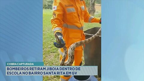 Cobra capturada: Bombeiros retiram Jiboia dentro de escola no Bairro Santa Rita em GV.