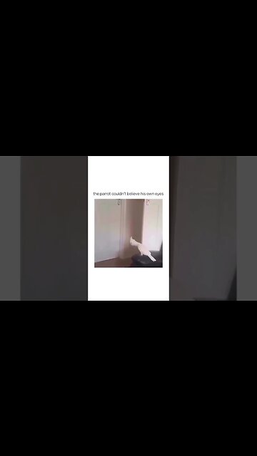 The Parrot 🦜 was devastated! 😂😂 #shorts #short #viral #subscribe #shortvideo #reels #funny #lol