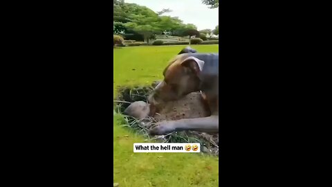 funny animals