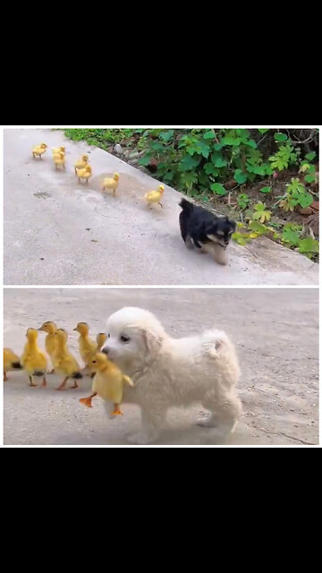 Puppy preparing chickens for battle😁😁😁funny viral videos
