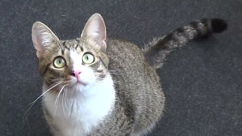 Give Me the Toy, Hooman