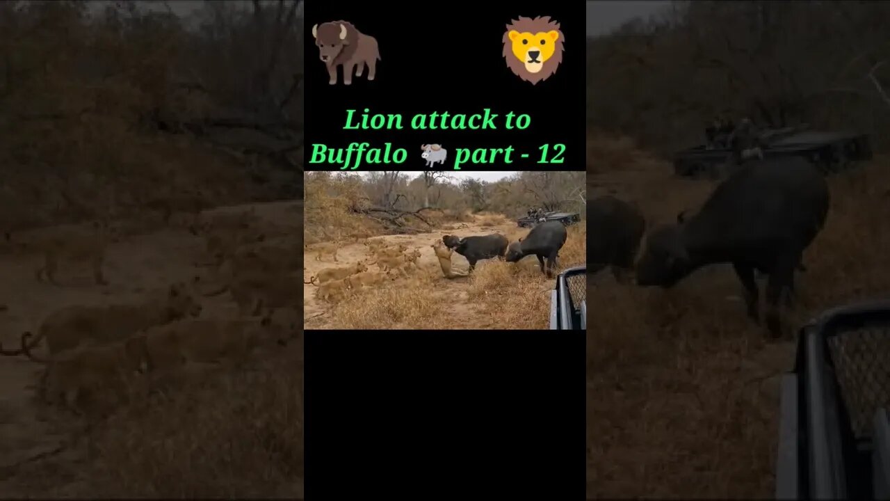 Lion attack to buffalo 2022🦬 part -12#shorts #youtubeshorts