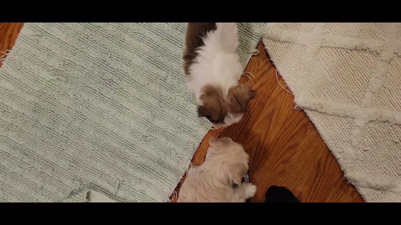 P & Q We R 6 & 6.5 Weeks Old (1)