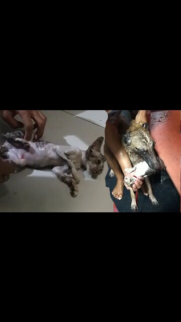 Please have mercy on the cat because it was bitten by the dog