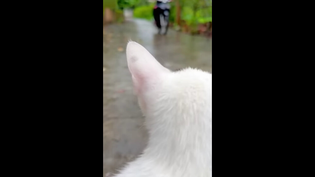 A cat hurted by a motor in a clinic