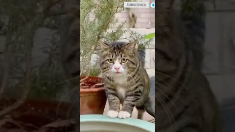 cute cat videos 😹 funny videos 😂 455 😻