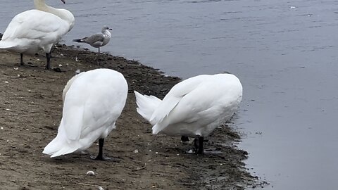 White Swans closeup