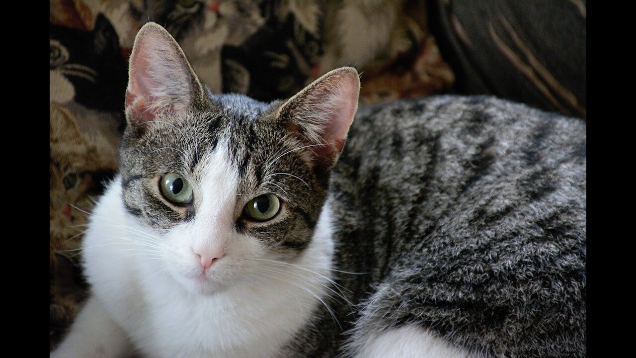Cat playing