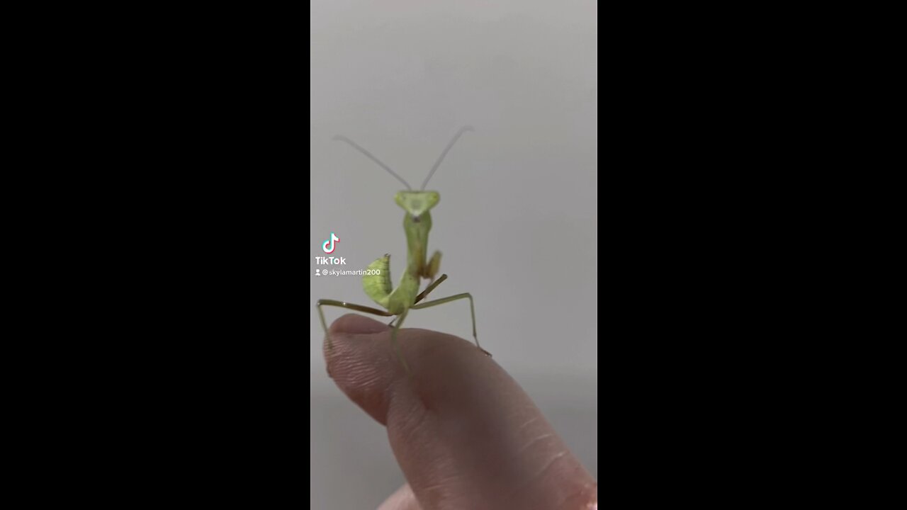 Mantis love