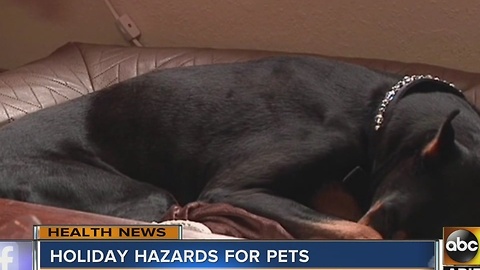 Watch out for these holiday hazards for your pets